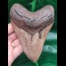 12.3 cm brown very sharp tooth of Megalodon