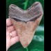 12.3 cm brown very sharp tooth of Megalodon