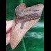 12,3 cm brauner sehr scharfer Zahn des Megalodon