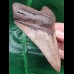 12,3 cm brauner sehr scharfer Zahn des Megalodon