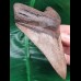 12.3 cm brown very sharp tooth of Megalodon