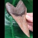 12.3 cm brown very sharp tooth of Megalodon