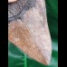 12.3 cm brown very sharp tooth of Megalodon