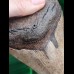 12.3 cm brown very sharp tooth of Megalodon