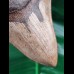 12.3 cm brown very sharp tooth of Megalodon