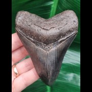 10,0 cm wonderful serrated tooth of Megalodon