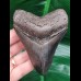 10,0 cm wunderbar gezahnter Zahn des Megalodon
