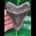10,0 cm wunderbar gezahnter Zahn des Megalodon