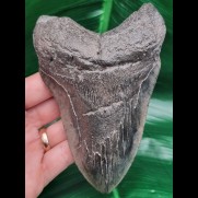 13,3 cm massiver dunkler Zahn des Megalodon