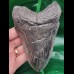 13,3 cm massiver dunkler Zahn des Megalodon