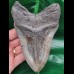 13,3 cm massiver dunkler Zahn des Megalodon