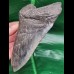 13,3 cm massiver dunkler Zahn des Megalodon