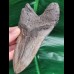 13,3 cm massiver dunkler Zahn des Megalodon