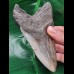 13,3 cm massiver dunkler Zahn des Megalodon