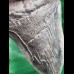 13,3 cm massiver dunkler Zahn des Megalodon