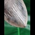 13,3 cm massiver dunkler Zahn des Megalodon