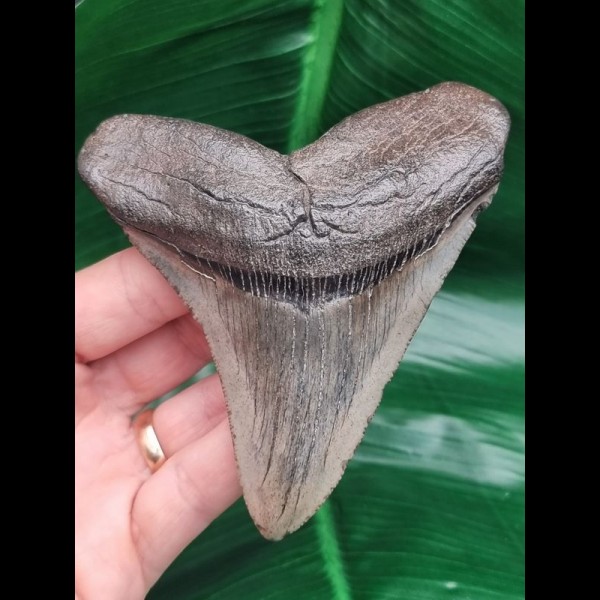 10,8 cm grauer Zahn des Megalodon