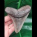 10,8 cm grauer Zahn des Megalodon