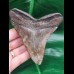 10,8 cm grauer Zahn des Megalodon