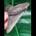 10,8 cm grauer Zahn des Megalodon