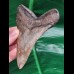 10,8 cm grauer Zahn des Megalodon