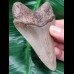 10.0 cm sharp grey tooth of Megalodon