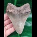 10.0 cm sharp grey tooth of Megalodon