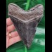 12.4 cm large pointed tooth of Megalodon