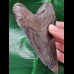 12,4 cm großer spitzer Zahn des Megalodon