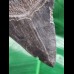 12.4 cm large pointed tooth of Megalodon