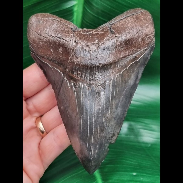 12.4 cm large pointed tooth of Megalodon