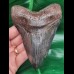 12,4 cm großer spitzer Zahn des Megalodon