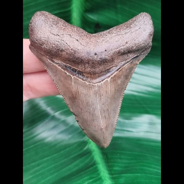 7,7 cm sehr scharfer Zahn des Megalodon