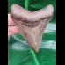 7,7 cm sehr scharfer Zahn des Megalodon