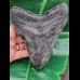 14,3 cm Zahn des Megalodon mit sehr massiver Wurzel