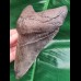 14,3 cm Zahn des Megalodon mit sehr massiver Wurzel