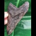 14,3 cm Zahn des Megalodon mit sehr massiver Wurzel