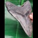 14,3 cm Zahn des Megalodon mit sehr massiver Wurzel