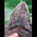 14,3 cm Zahn des Megalodon mit sehr massiver Wurzel