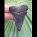 5.3 cm gray-blue tooth of mako - shark