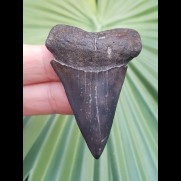 5,3 cm graublauer Zahn des Mako - Hai
