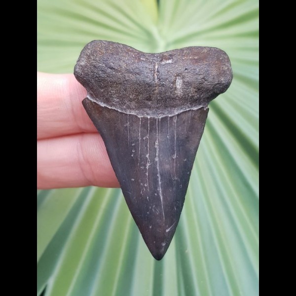 5.3 cm gray-blue tooth of mako - shark
