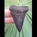 5.3 cm gray-blue tooth of mako - shark