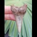 5.6 cm nice tooth of Cosmopolitodus hastalis
