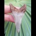 5,6 cm sehr schöner Zahn des Cosmopolitodus hastalis