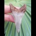 5.6 cm nice tooth of Cosmopolitodus hastalis