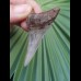 5.6 cm nice tooth of Cosmopolitodus hastalis
