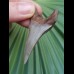 5.6 cm nice tooth of Cosmopolitodus hastalis