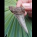 5.6 cm nice tooth of Cosmopolitodus hastalis