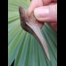 5.6 cm nice tooth of Cosmopolitodus hastalis